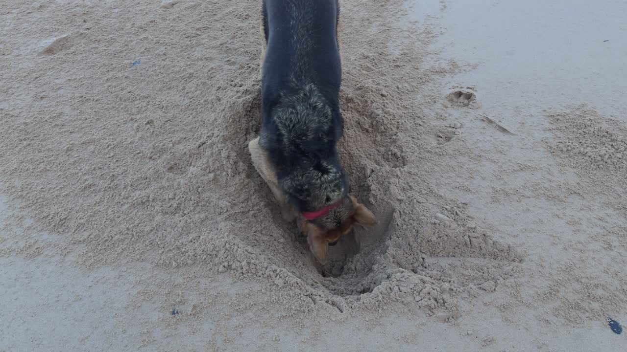 Glücklicher Hund gräbt im Sand am Strand der Algarve, Portugal. Epische Orte.
