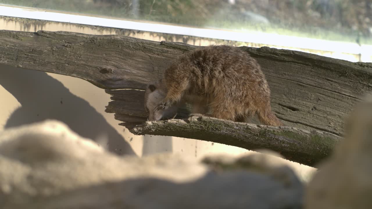 suricata buscando comida en un árbol en cámara lenta