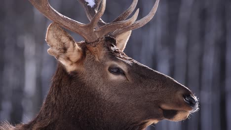 elk bull extreme closeup winter breathing slomo