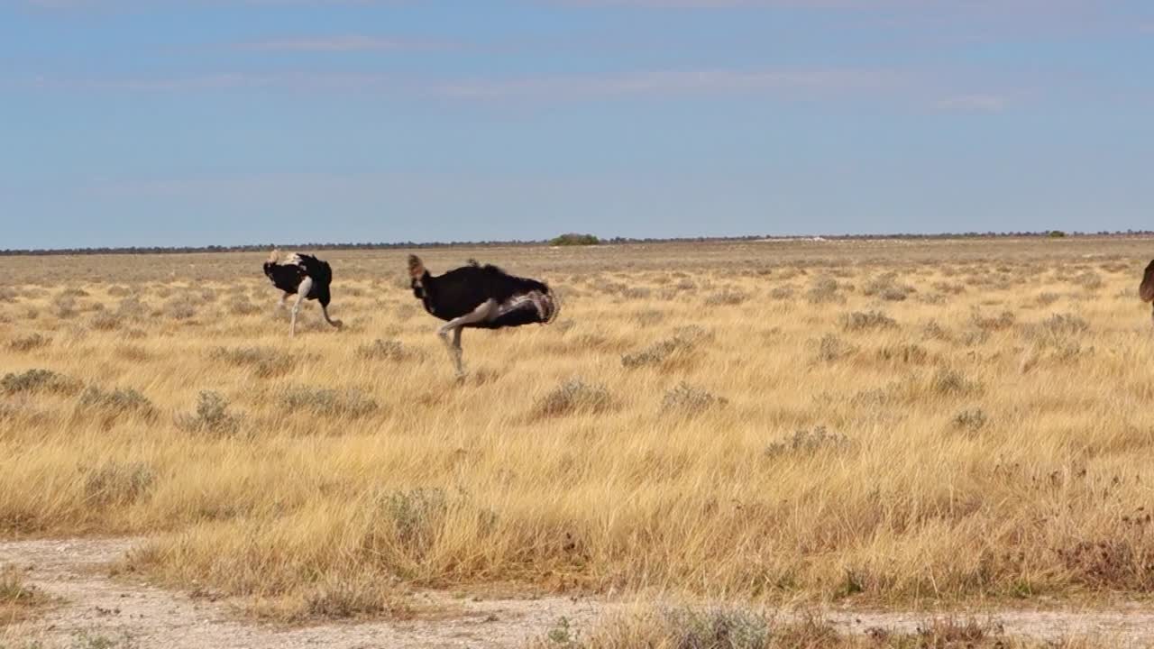 Ostriches walk on the plains of the Etosha National Park, Namibia. African safari.