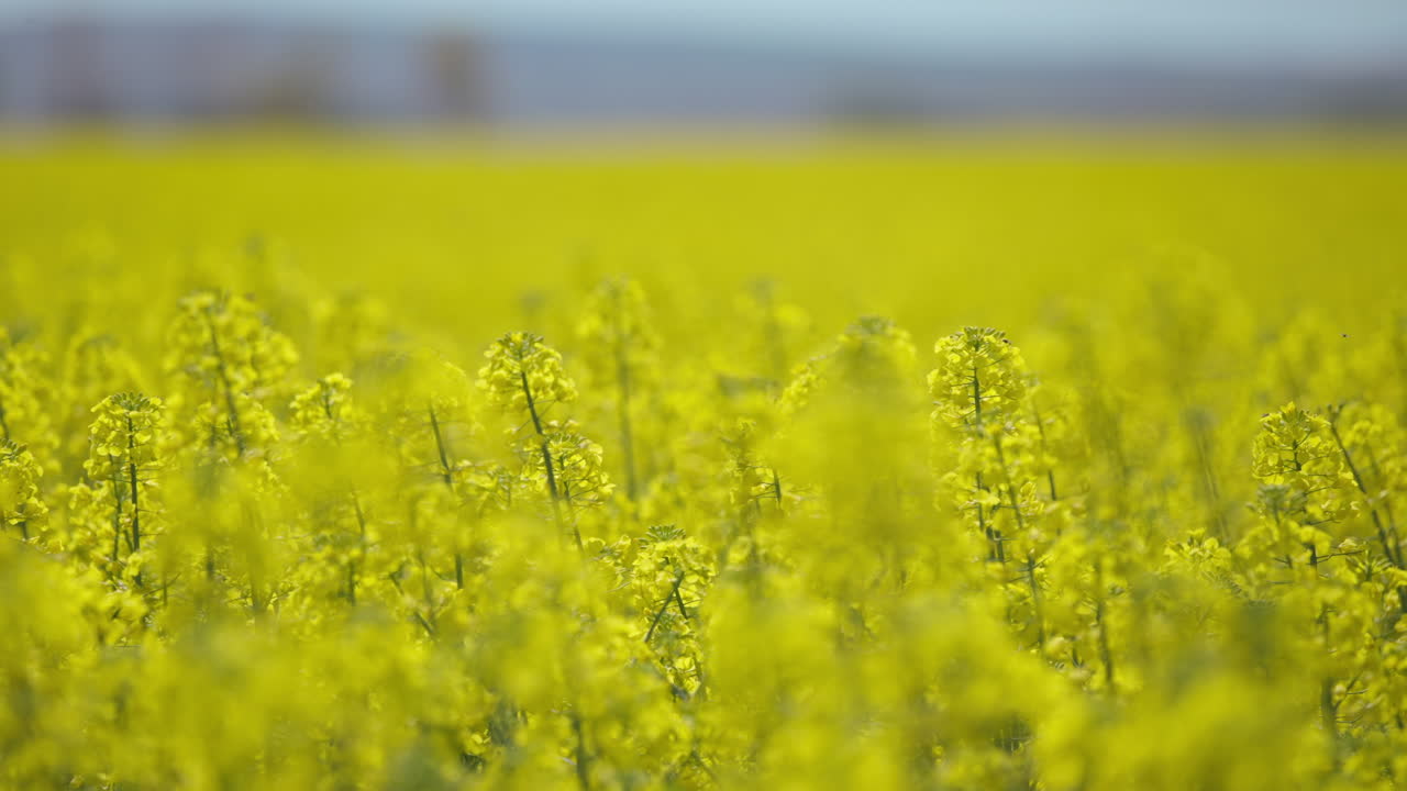 Campo de colza amarilla