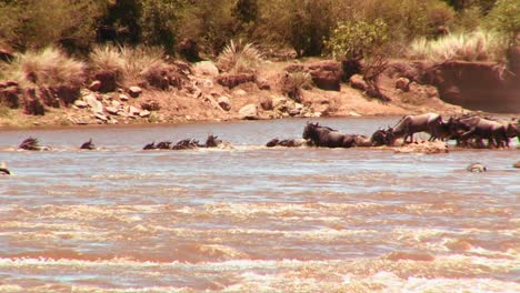 wildebeest cross a river during a migration in africa