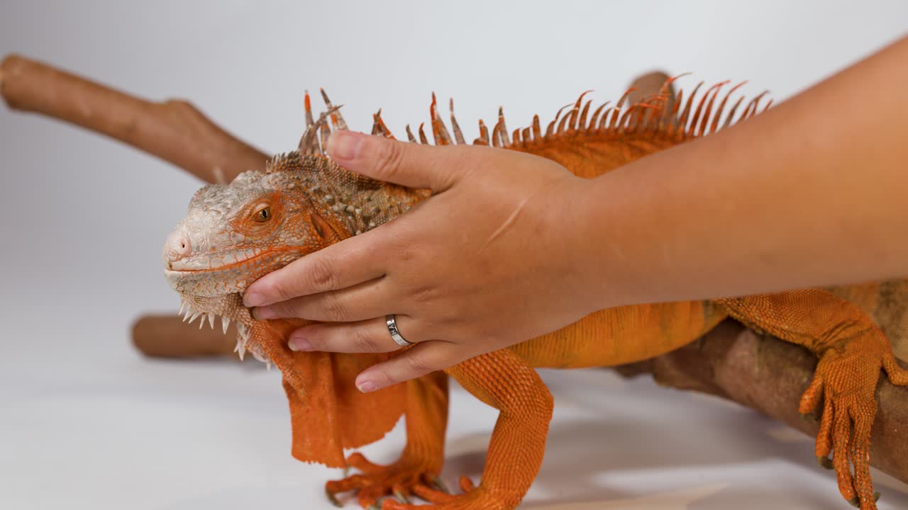 A person's hands gently stroke and hold a vibrant orange iguana resting on a branch