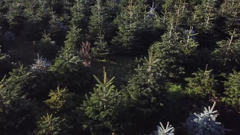 toma aérea giratoria de árboles de navidad