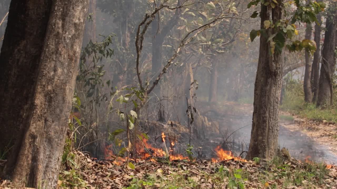 Panning shot of forest revealing small ground fire with smoke rising through trees.