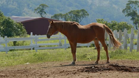 caballo en una granja.