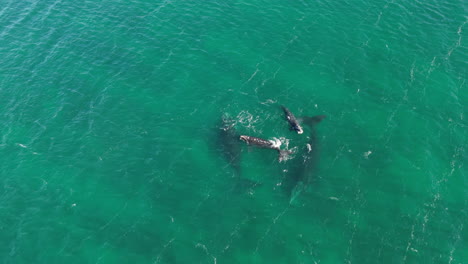 overhead shot of a family of whales in the crystal clear water of the argentinian sea in puerto madryn.