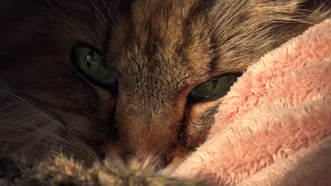 a beautiful maine coon cat looks up from sleep 2