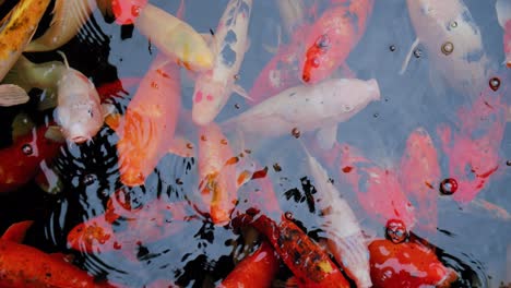 cyprinus caprio, cyprinus rubrofuscus. koi fish swim with reflections and small waves on the surface. nobody. wildlife.