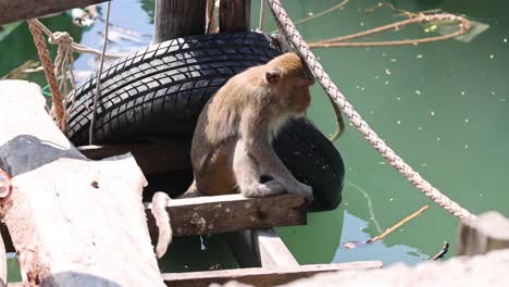 monkey moving across tires and ropes over water