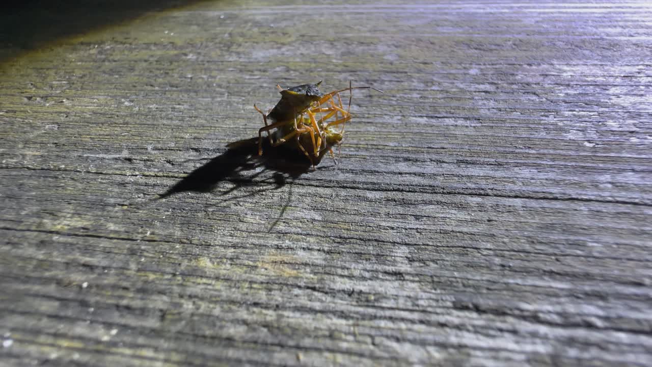 짓기 숲 벌레 (pentatoma rufipes) 밤에 오래된 나무 테이블에서 행동.