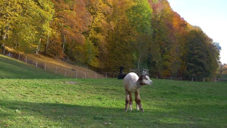 Alpaca-eating-on-a-field-in-Switzerland