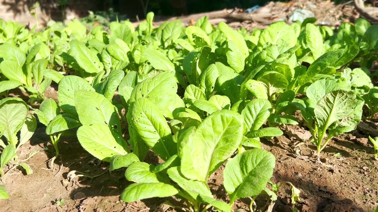 Young Green Leafy Vegetables Growing in a Garden Bed