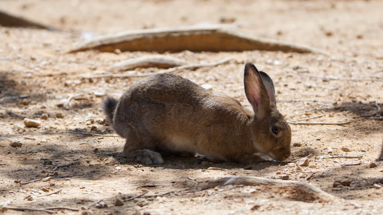 conejo europeo comiendo en una zona desierta iluminado por la luz del sol del verano, alimentando a los conejos o buscando comida caminando por el suelo rojo-marrón - primer plano