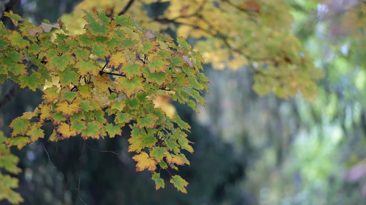 Green and yellow maple leaves in early autumn