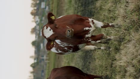 Cow-in-field-vertical-video-cold