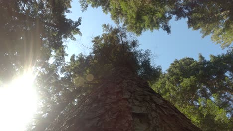 The-cut-tree-is-falling-to-the-ground-with-the-camera-attached-with-stunning-lens-flares,-deforestation,-and-ecology-hot-topic-in-changing-climate