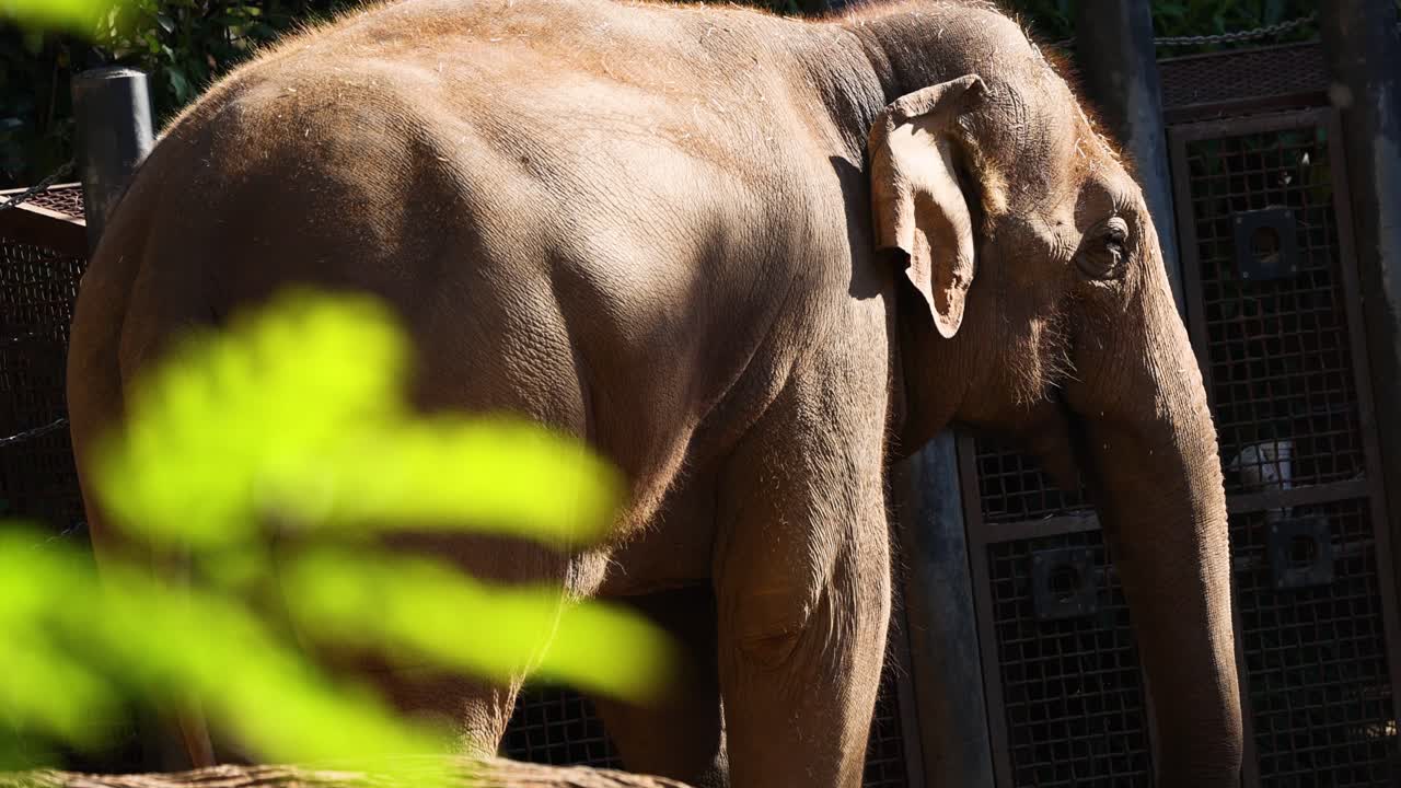 elefante de pie detrás del follaje en el zoológico