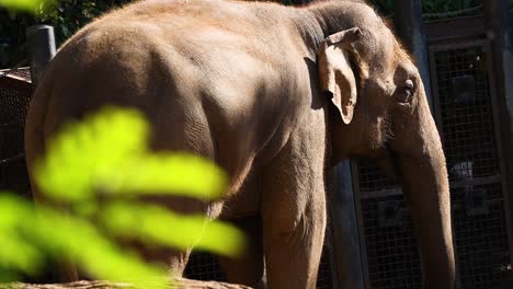 elephant standing behind foliage at the zoo