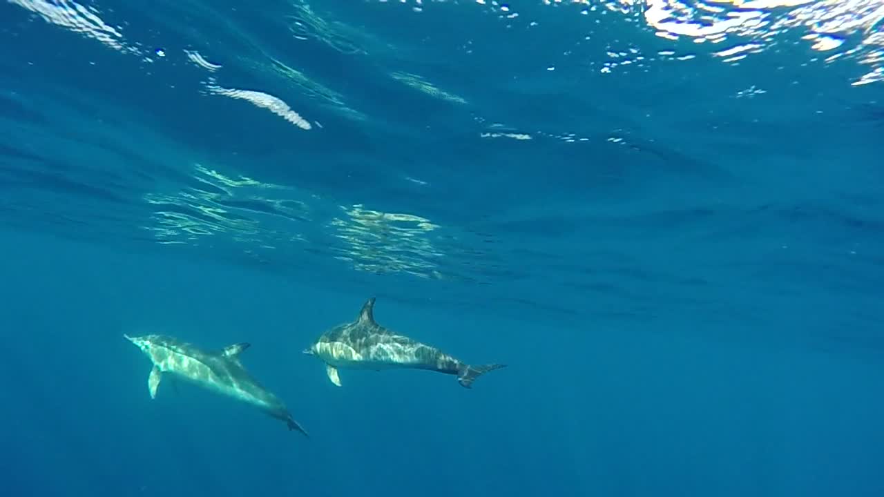 열린 바다에서 수영하는 돌고래