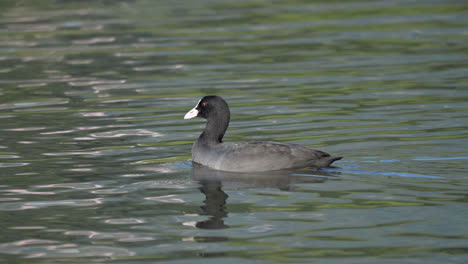 a common coot swimming around on a lake in the early morning light