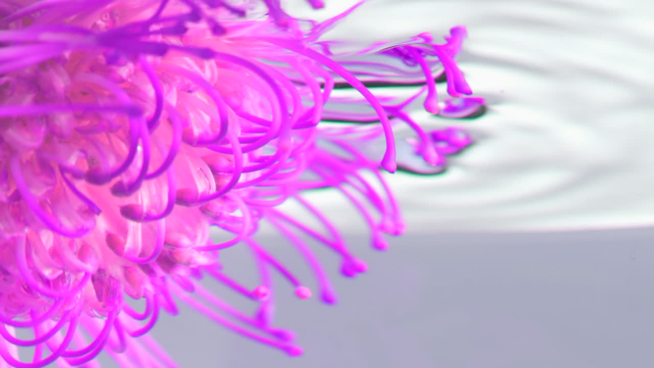 Close-up de uma flor de Protea Pincushion roxa vibrante