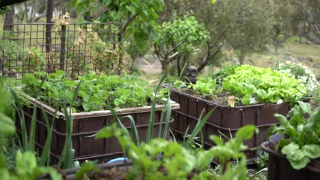 slow pan right of vegetable growing garden with bird on fence, bright green food