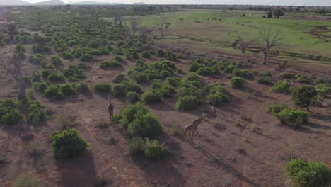 Drone-stock-footage-tracking-shot-of-two-giraffe-walking-in-the-evening-sun,-Tsavo-national-park-Kenya