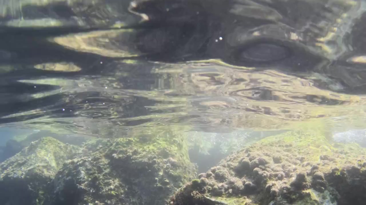 Underwater rocks covered in green and brown algae near the water surface, with bubbles and light reflections