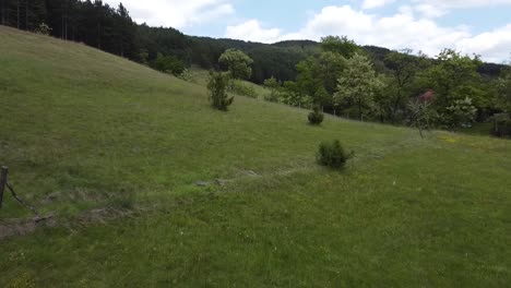 Forest-and-meadow-on-a-country-side