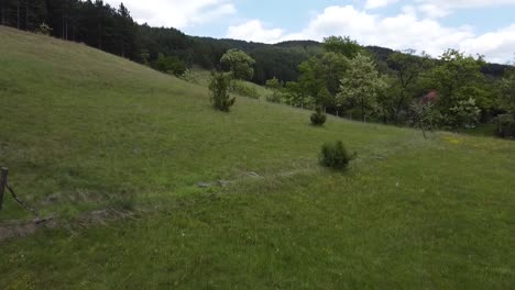 forest and meadow on a country side