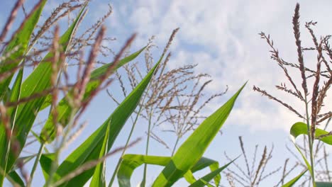 close up of corn leaves