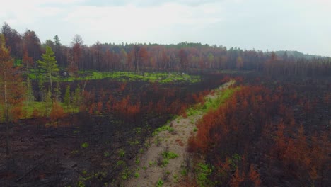 Paisaje-Quemado-Destruido-Por-Los-Recientes-Y-Devastadores-Incendios-Forestales-En-Un-Día-Nublado