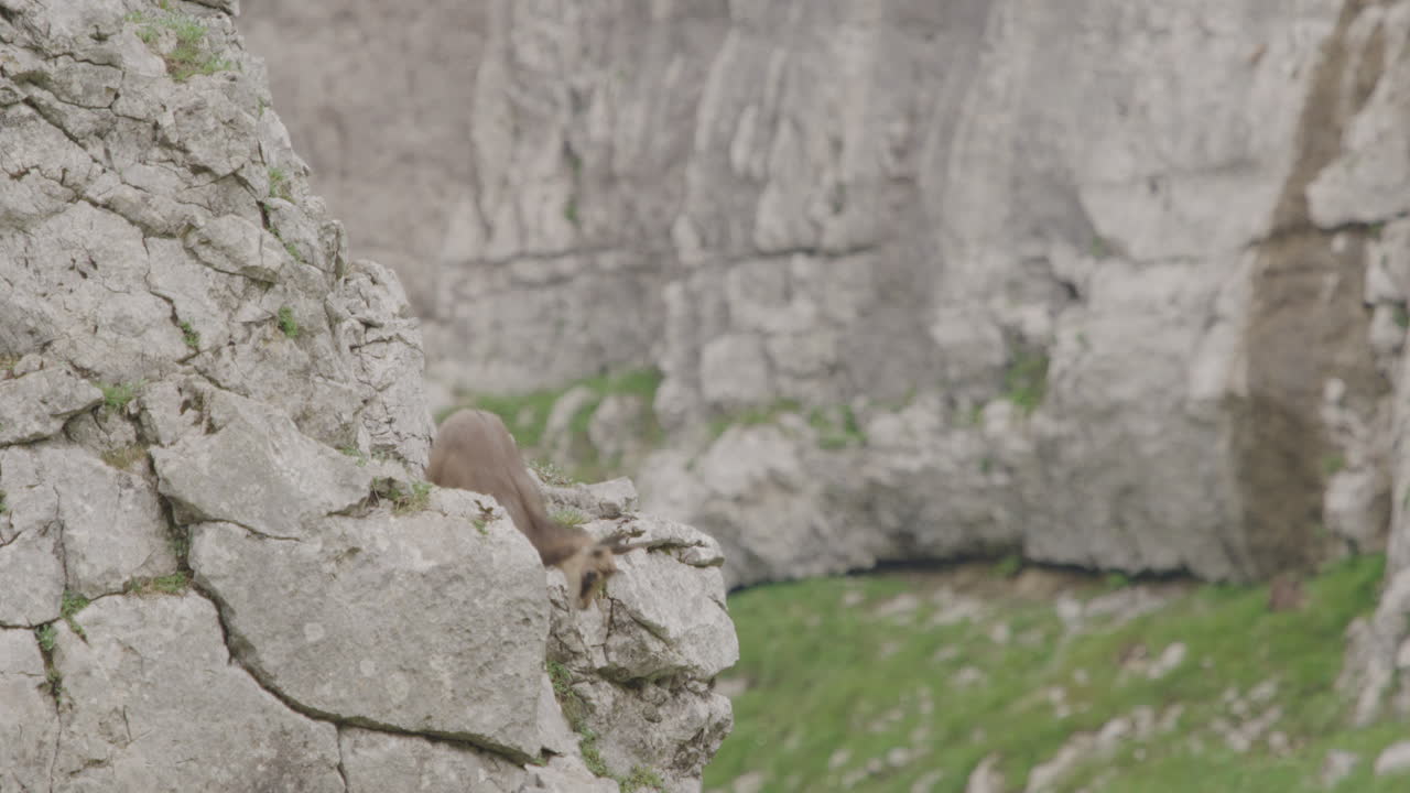 детеныш серны прыгает с камня.