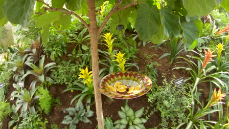 zapatero griego mariposa chupando jugo de naranja de un alimentador de mariposas de jardín