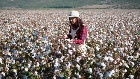 cotton picking season. blooming cotton field, young woman evaluates crop before harvest, under a golden sunset light.