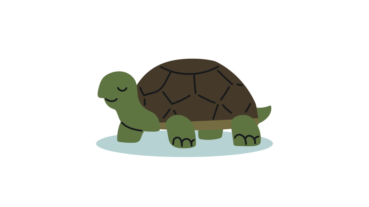 cute turtle animal character animation