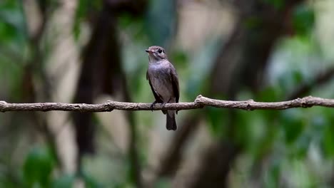 El-Papamoscas-Marrón-Asiático-Es-Un-Pequeño-Pájaro-Paseriforme-Que-Se-Reproduce-En-Japón,-Himalaya-Y-Siberia