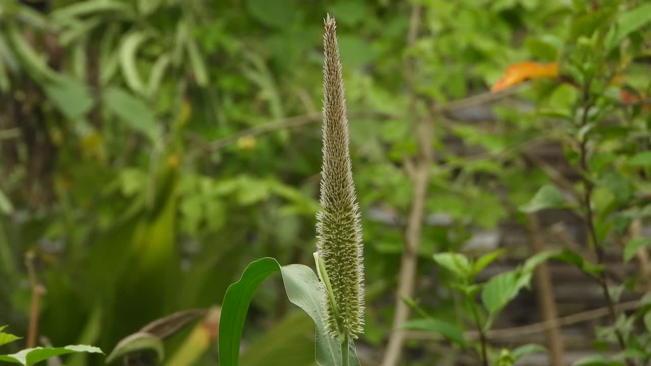 Sorghum plant seeds - food .