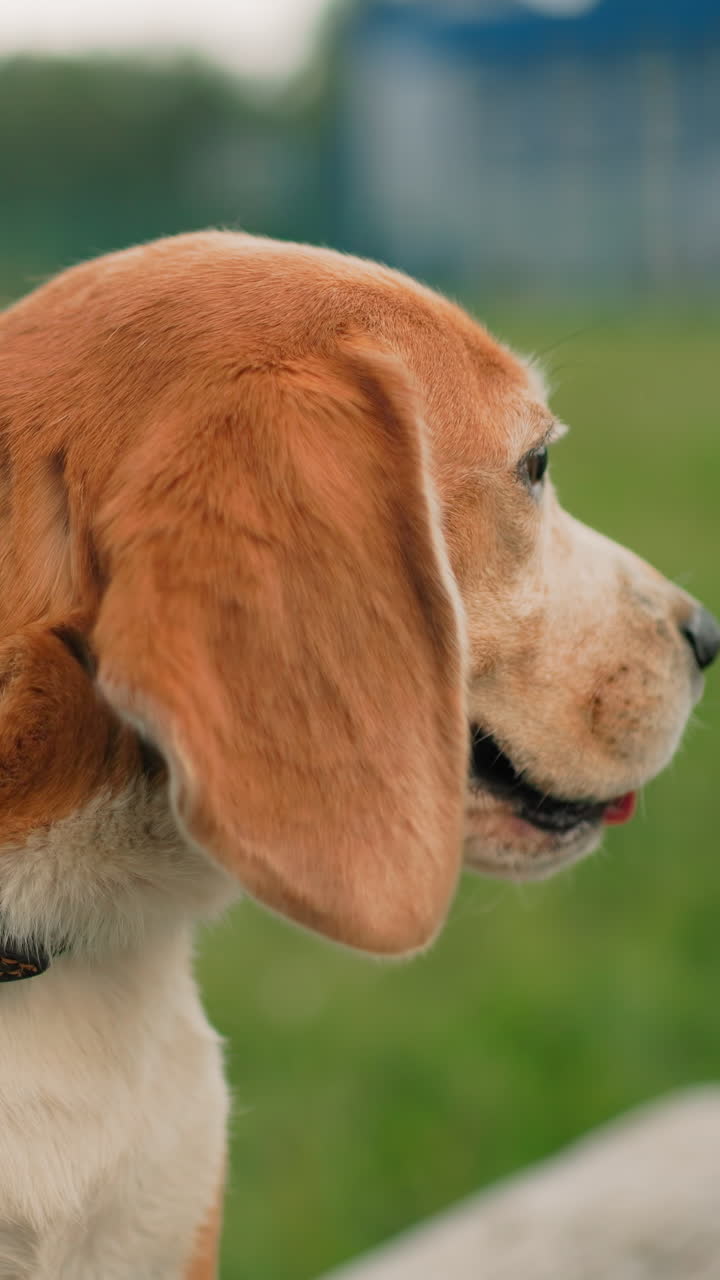 primo piano di un beagle con la lingua di fuori e vista di profilo, orecchie pendenti su uno sfondo di prato verde, texture del pelo e baffi dettagliati, sguardo attento che scruta l'orizzonte, luce solare soffusa ed energia calma e giocosa