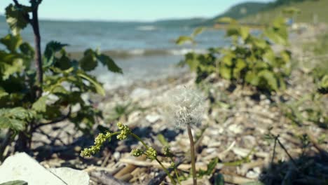 beach on the sunset. grass waves on the wind on the background of the beautiful shore of the sea in evening.