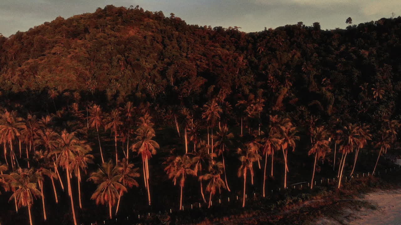 Sunset over Tropical Coastline with Palm Trees