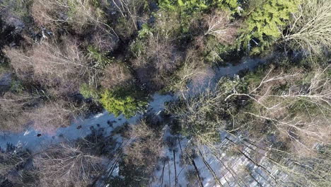 Flug-über-Die-Baumwipfel-Im-Winterlichen-Mischwald