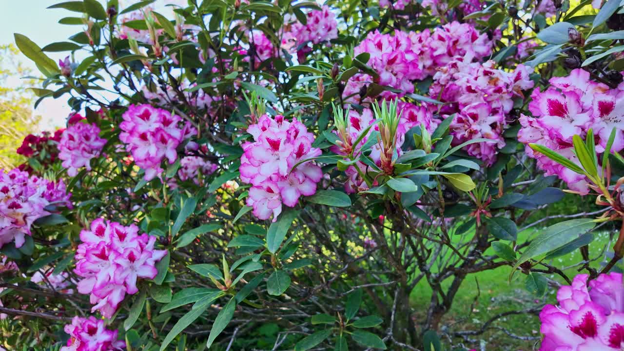 Vibrant pink rhododendron flowers blooming in outdoor garden environment.