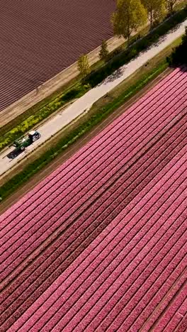 aerial view of dutch farmland with pink tulip fields and tractor