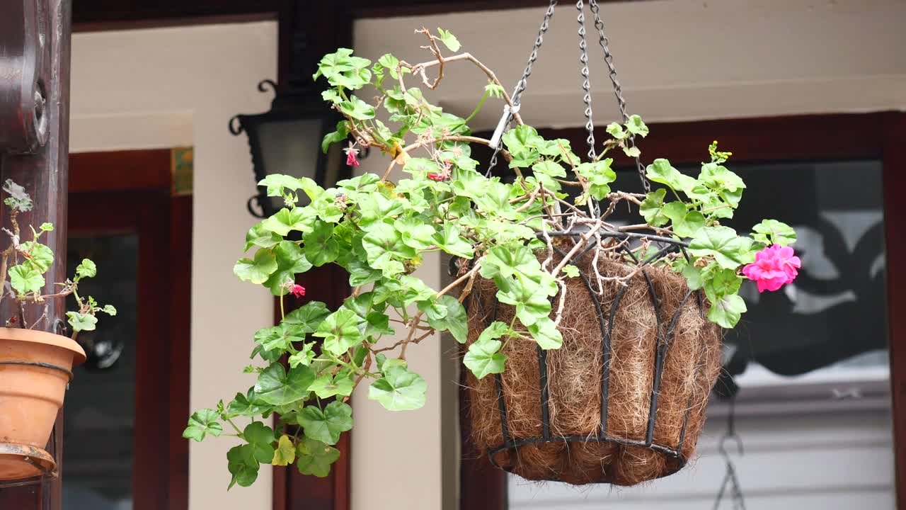 Hanging Flower Basket with Pink Geraniums