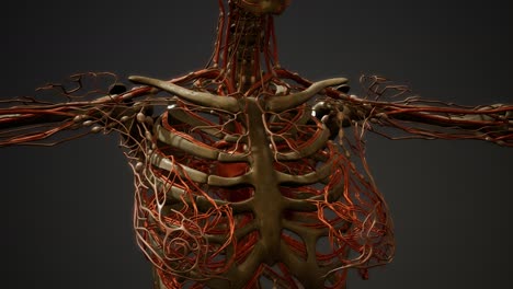 human body blood vessel anatomy