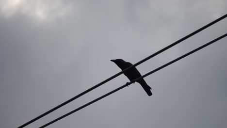 black crow bird at electric wire.