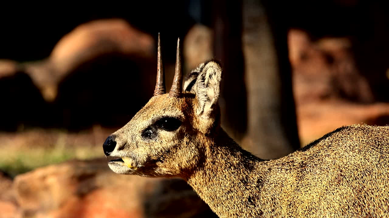 Profile view of adult Klipspringer chewing a fruit showing preorbital ...