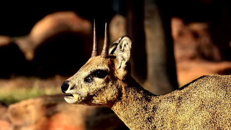 vista de perfil de un klipspringer adulto masticando una fruta que muestra la glándula preorbital